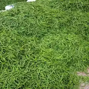 Premium G4 Gauri Green Chilli Export from India – Wholesale Suppliers